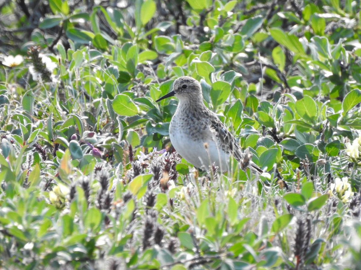 Baird's Sandpiper - ML471777541