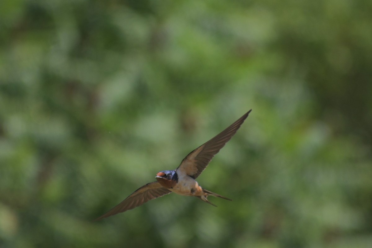 Barn Swallow - ML471778941