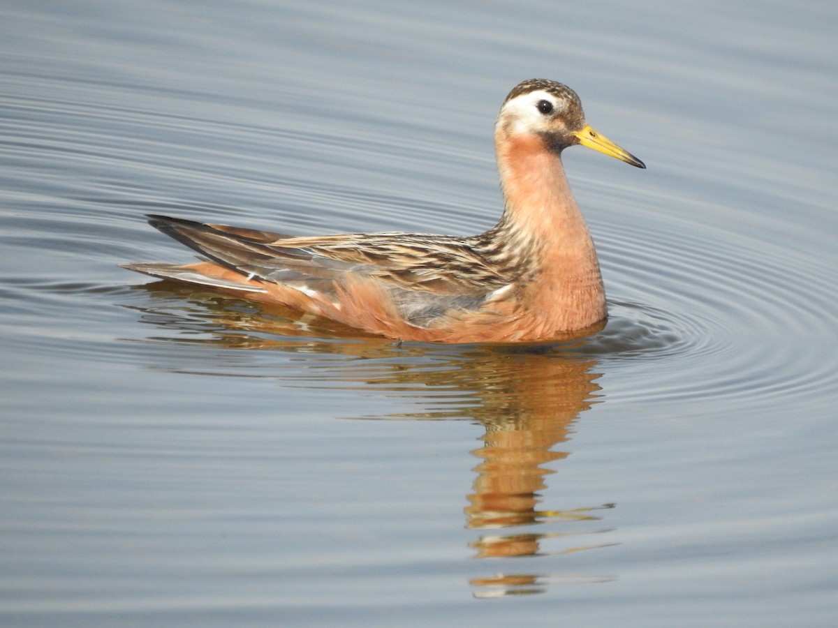 Red Phalarope - James Lees