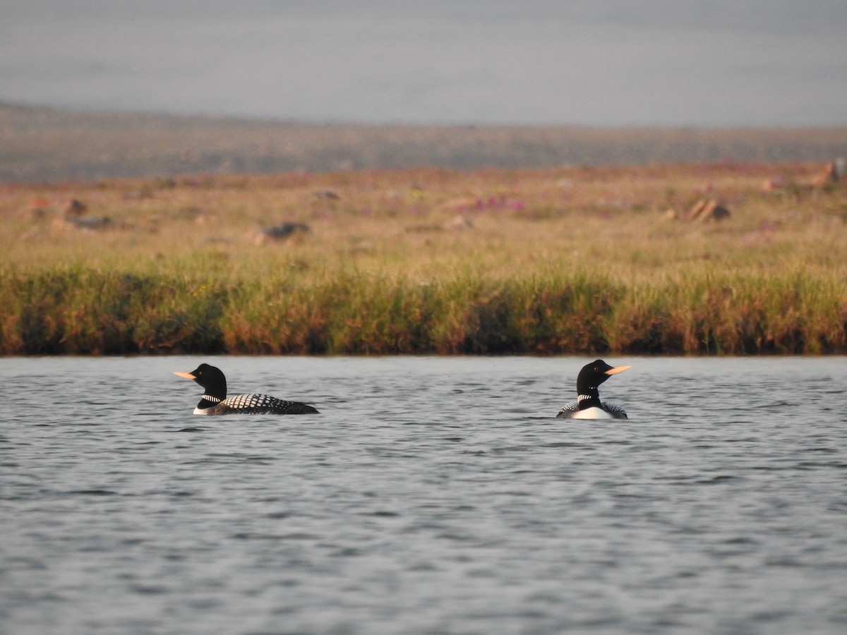 Yellow-billed Loon - James Lees