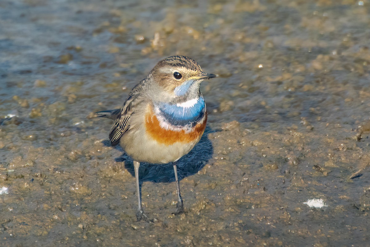 Bluethroat - ML471779761