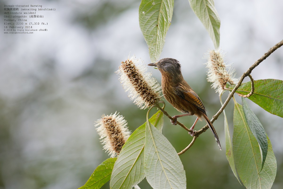 Streak-throated Barwing - Craig Brelsford