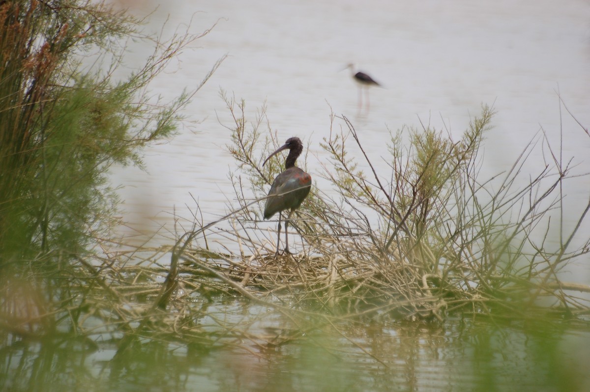 Glossy Ibis - ML471780751