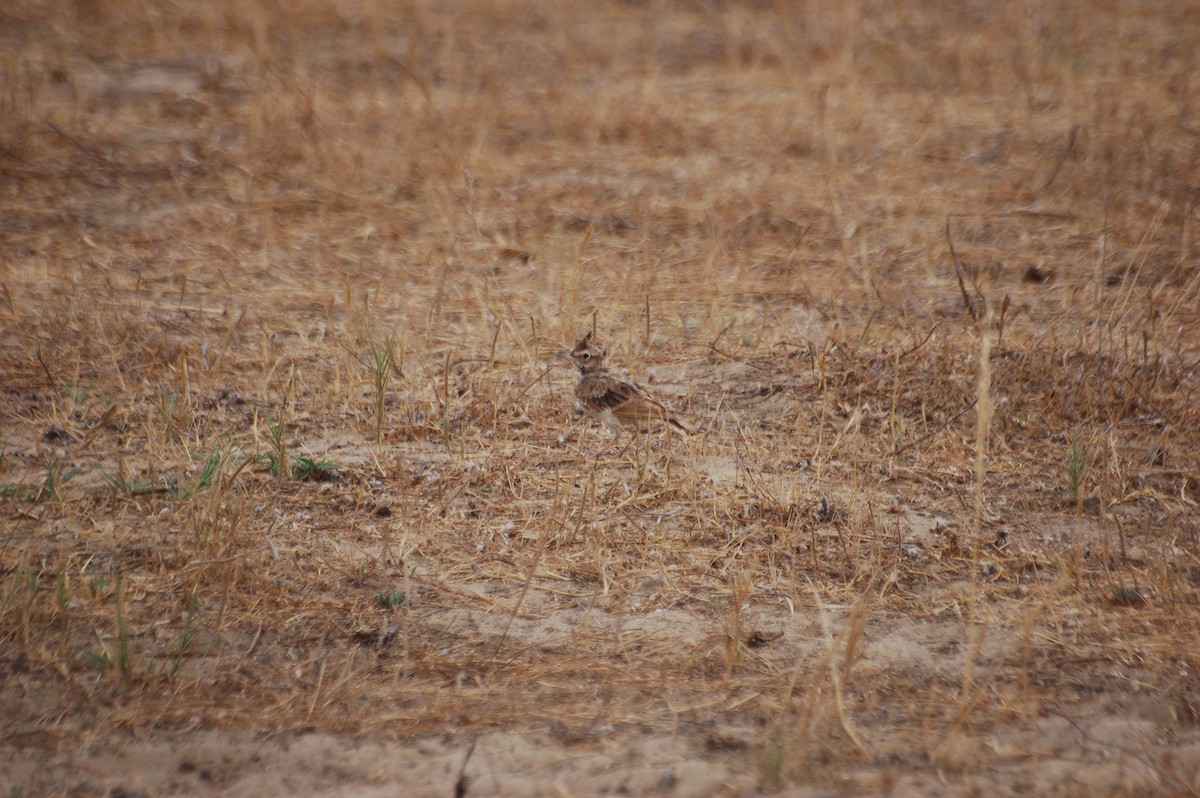 Crested Lark - ML471780771