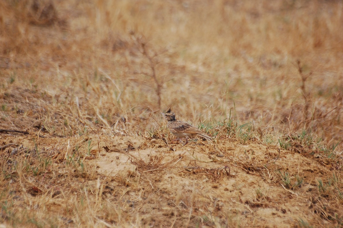 Crested Lark - ML471780821