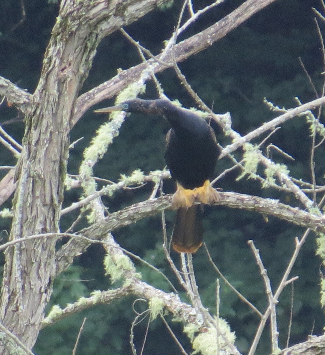 Anhinga - ML471781691