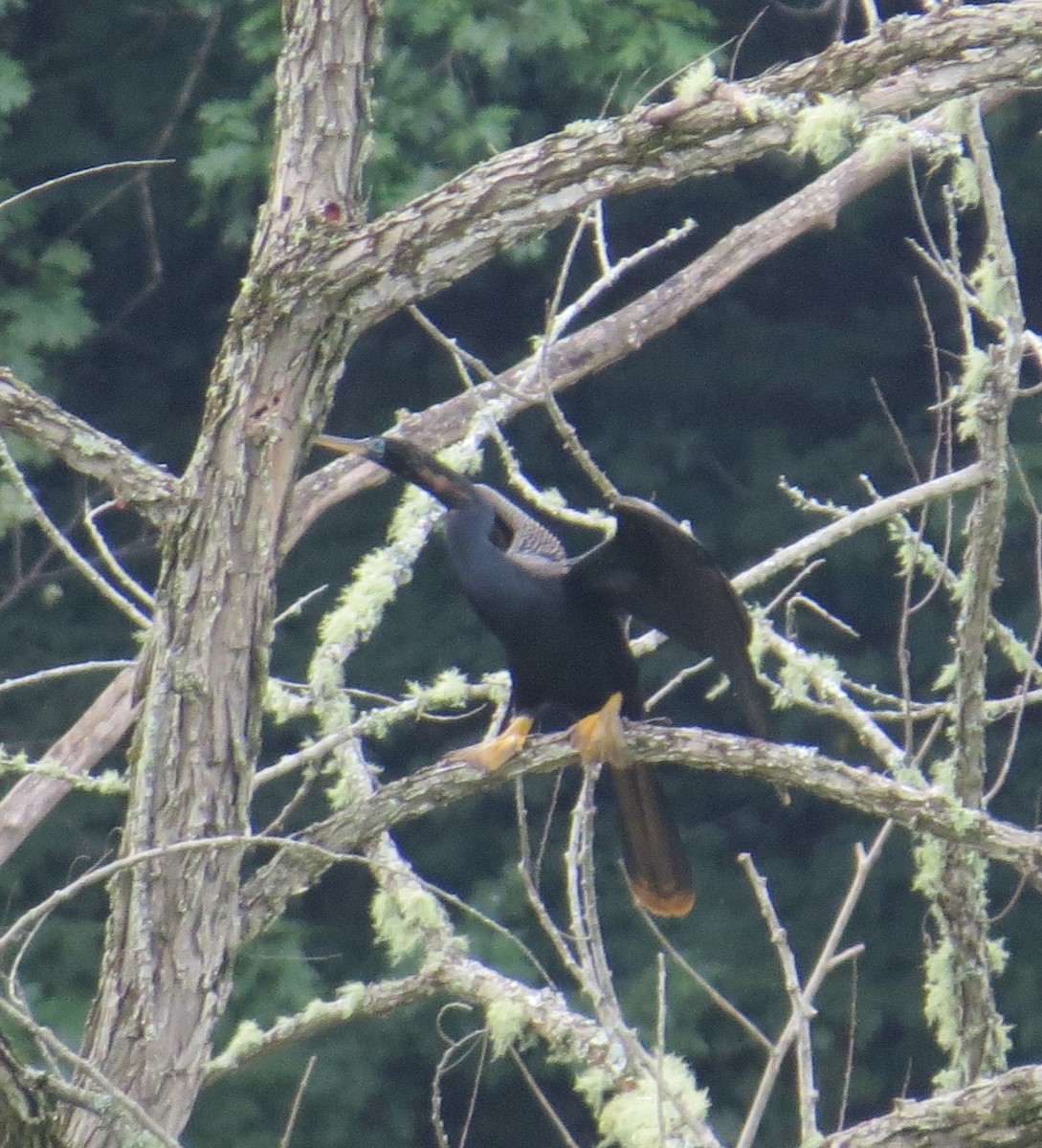 Anhinga - ML471781721