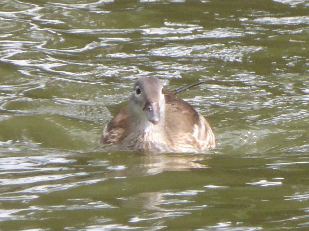 Mandarin Duck - ML471783421