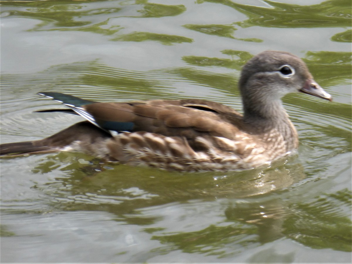 Canard mandarin - ML471783461