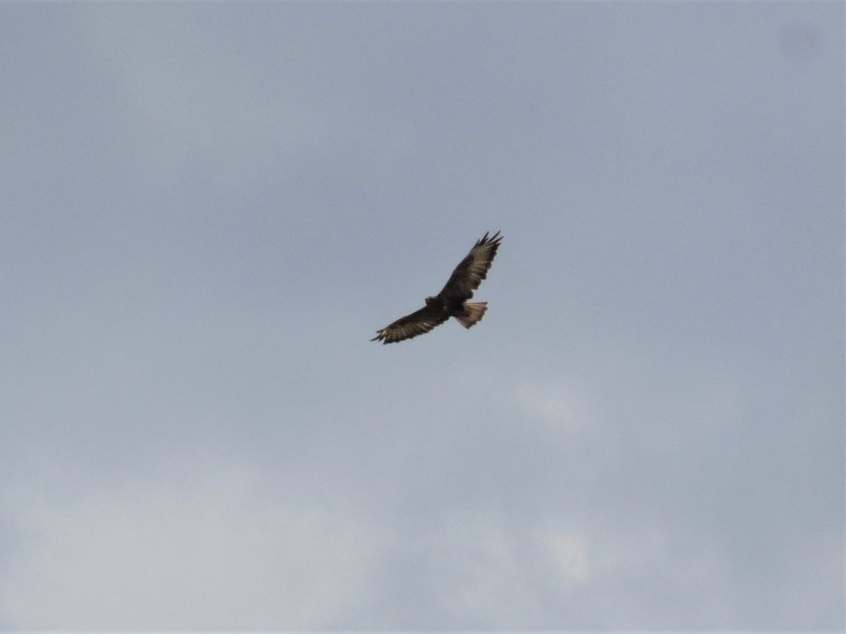 Common Buzzard - Clive S. & Sheila M. Williamson