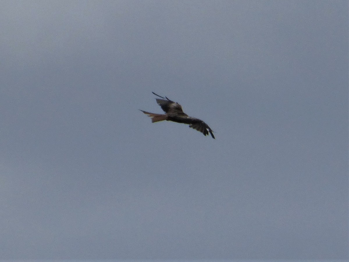 Red Kite - ML471783611