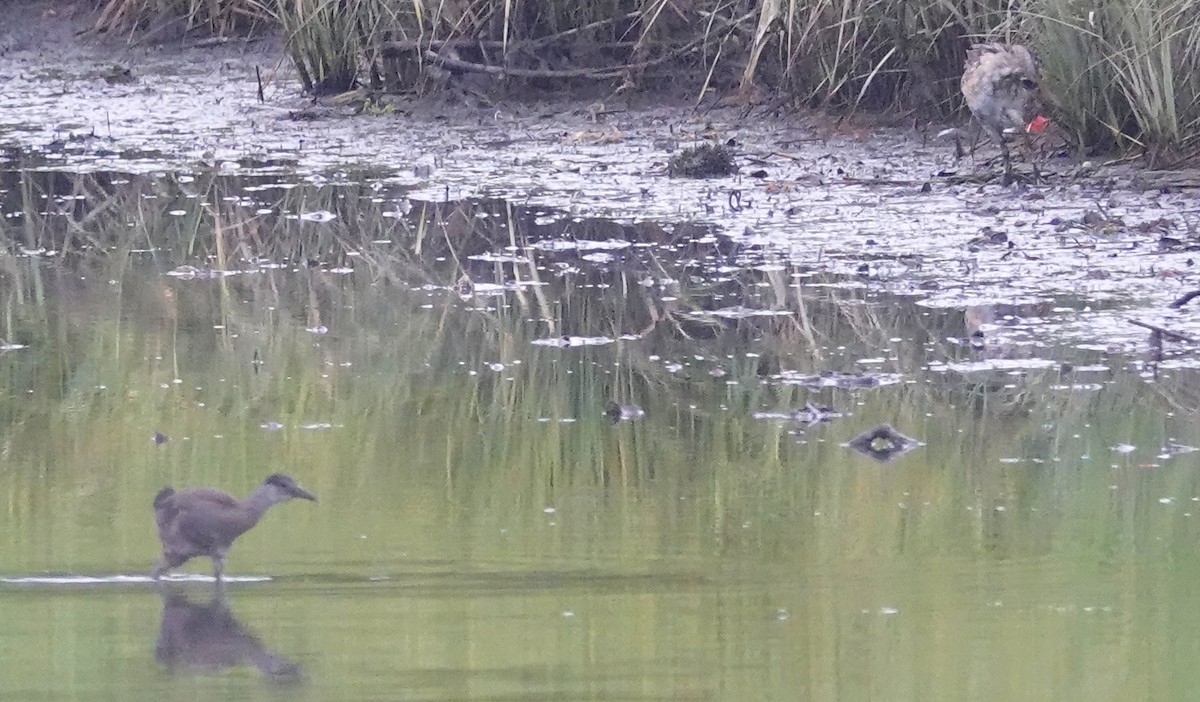 Clapper Rail - ML471785241