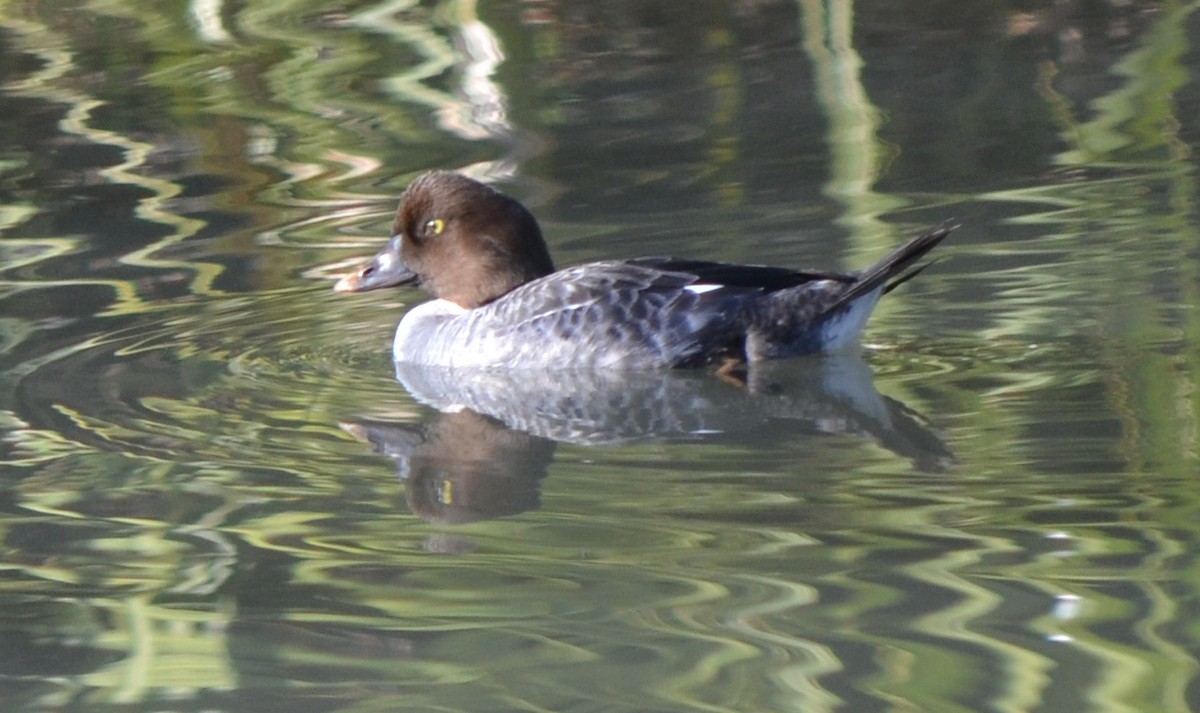 Common Goldeneye - ML47178541