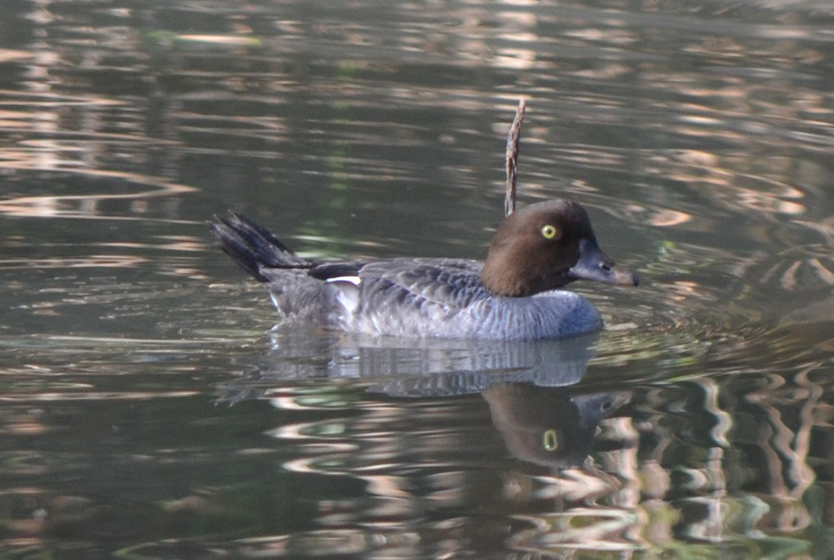 Common Goldeneye - ML47178551