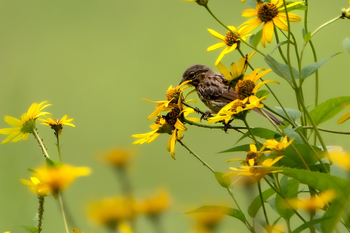 Song Sparrow - ML471786201