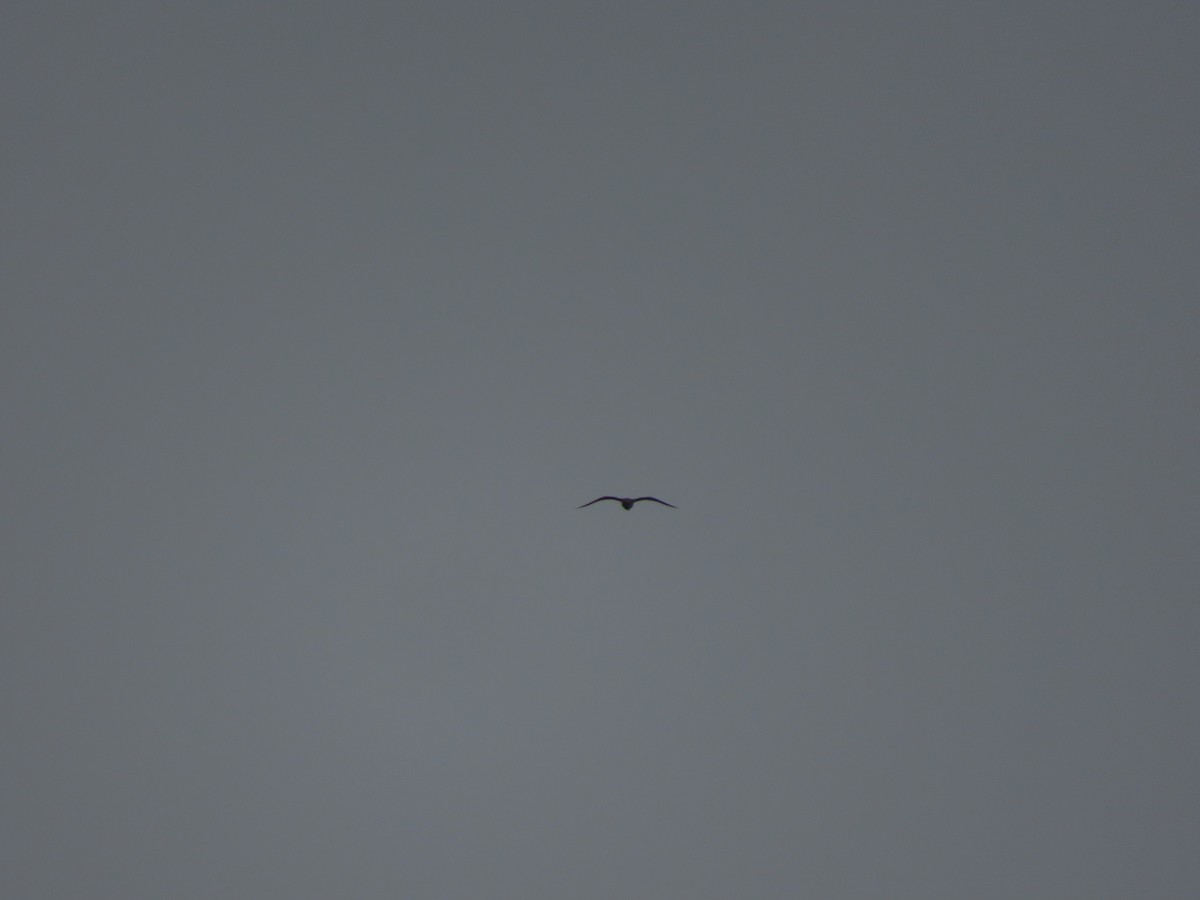 中杓鷸(hudsonicus) - ML471788241