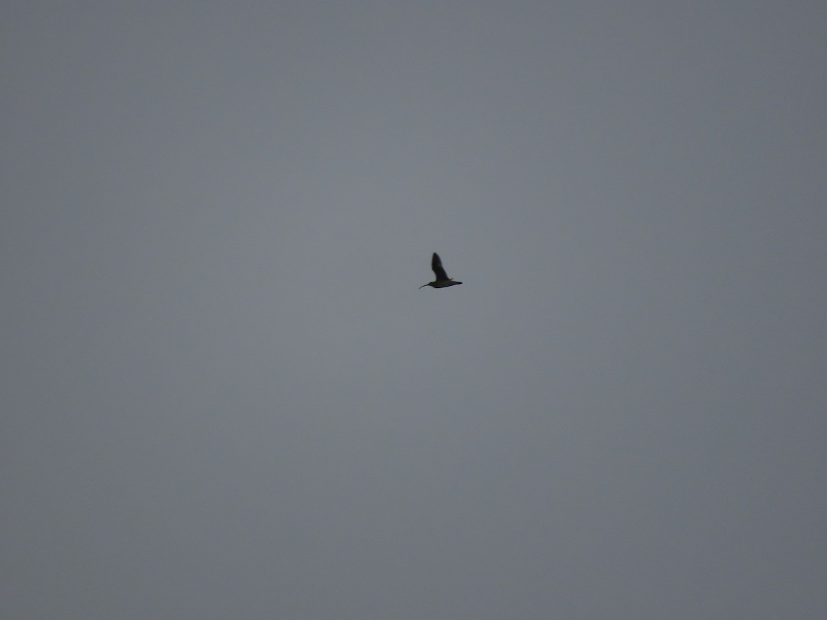 中杓鷸(hudsonicus) - ML471788291