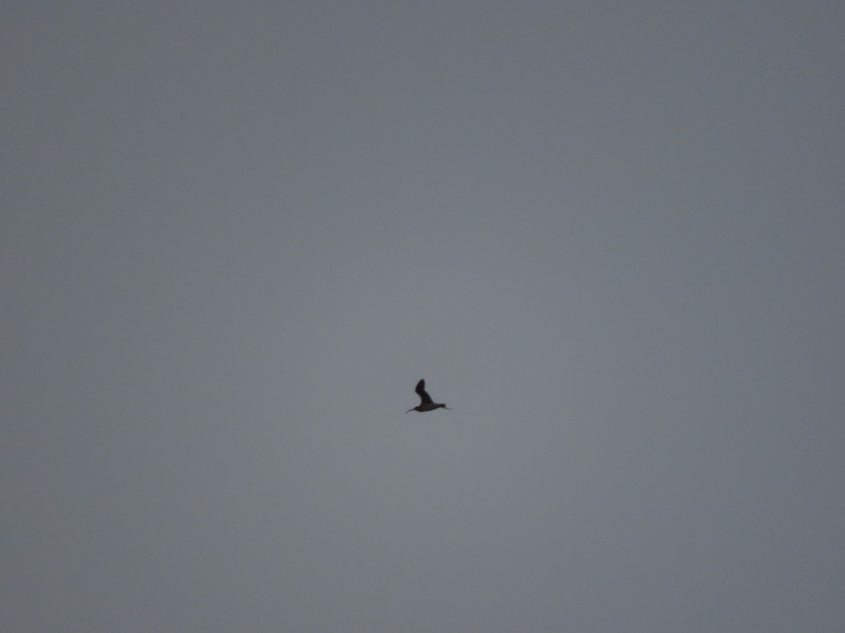 中杓鷸(hudsonicus) - ML471788311