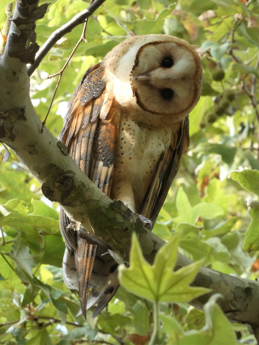 Barn Owl - ML471792071