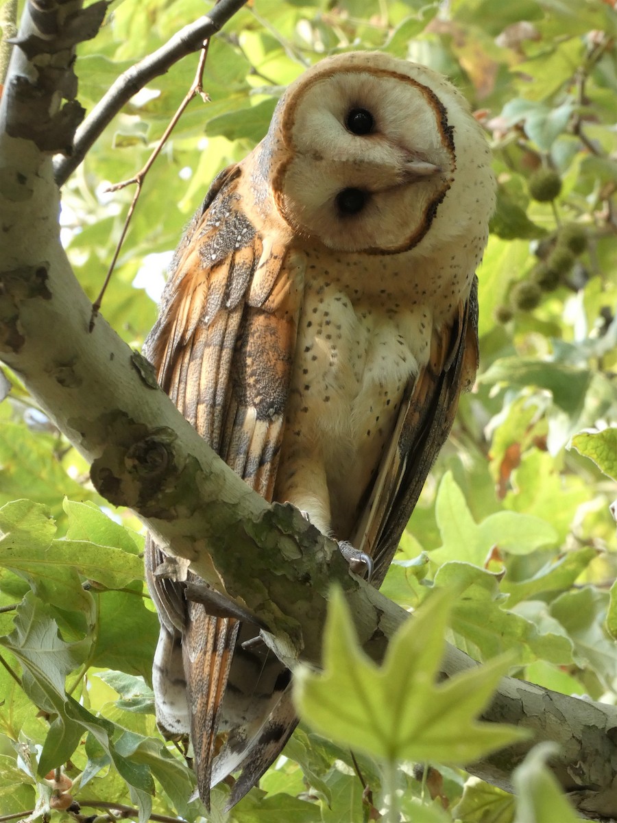 Barn Owl - ML471792081