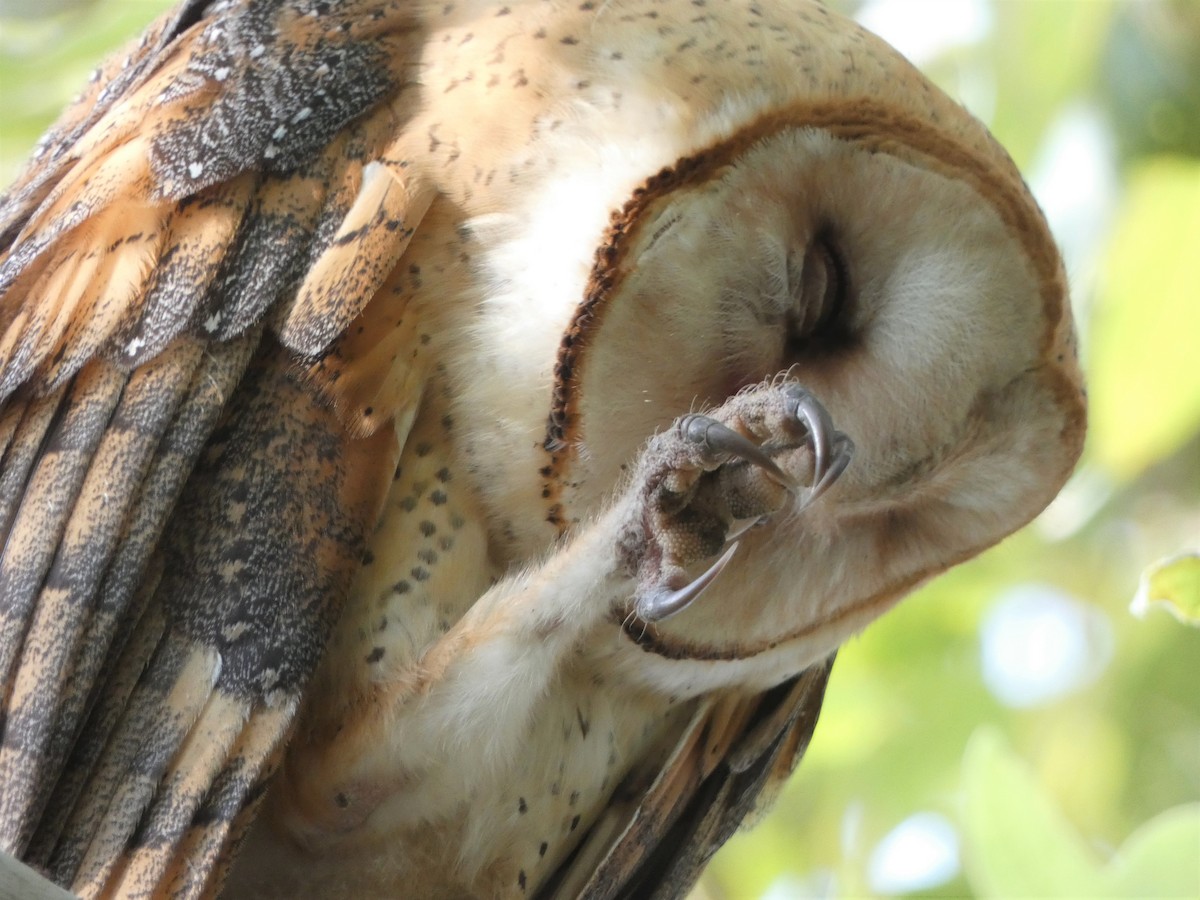 Barn Owl - ML471792091