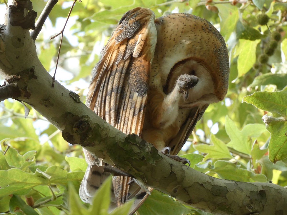 Barn Owl - ML471792131