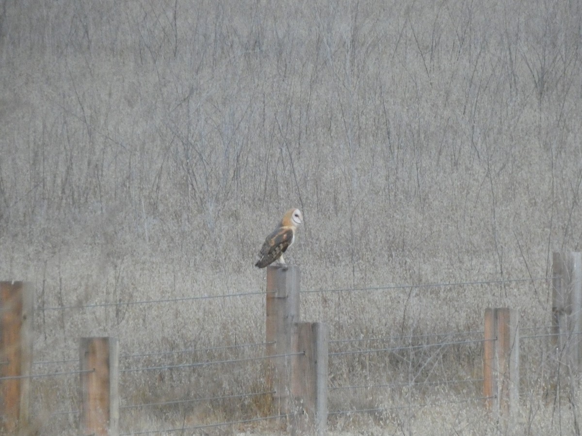 Barn Owl - ML471792171