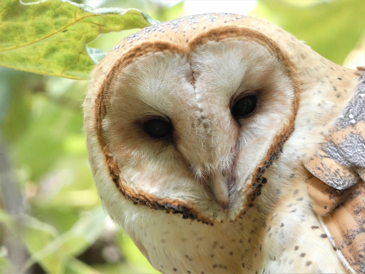 Barn Owl - ML471792221