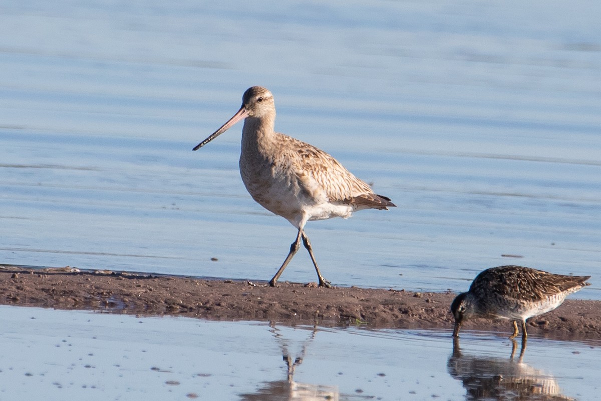 Bar-tailed Godwit - Cameron Johnson