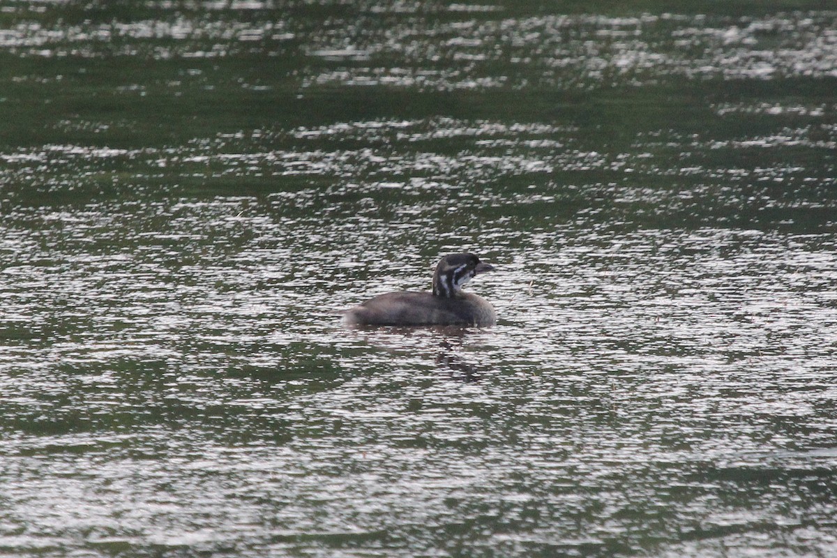 Pied-billed Grebe - ML471795921