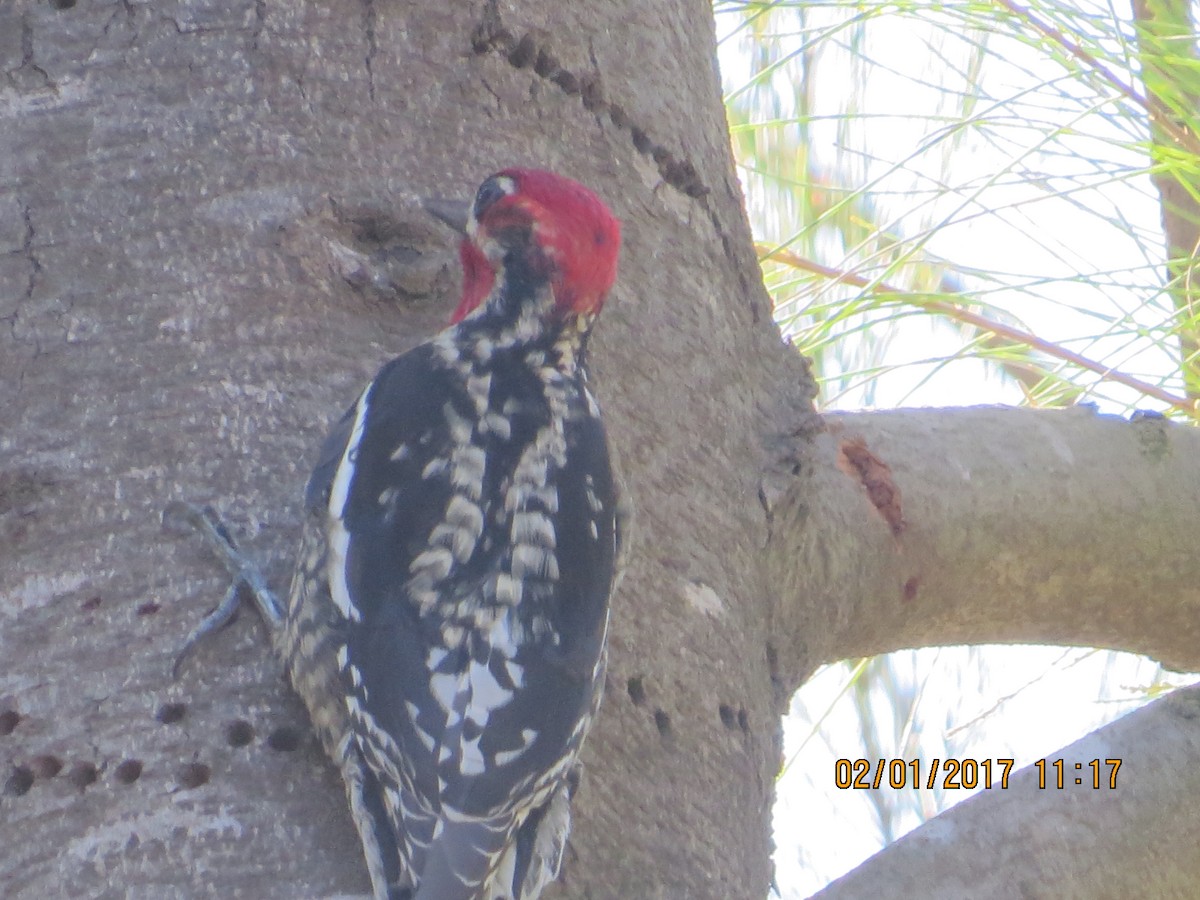 Red-naped/Red-breasted Sapsucker - rick shearer