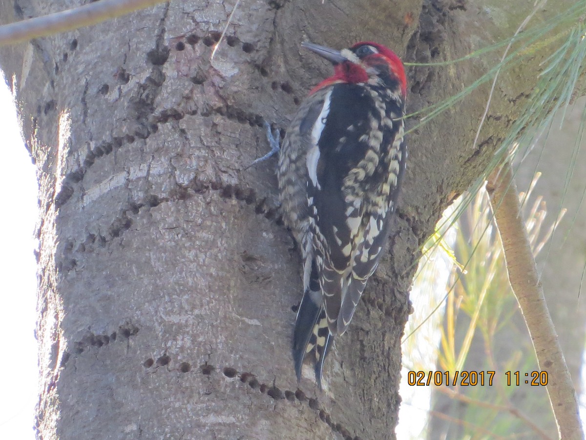 Red-naped/Red-breasted Sapsucker - rick shearer