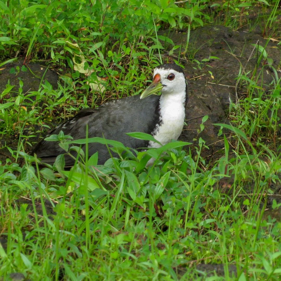 White-breasted Waterhen - ML471797241