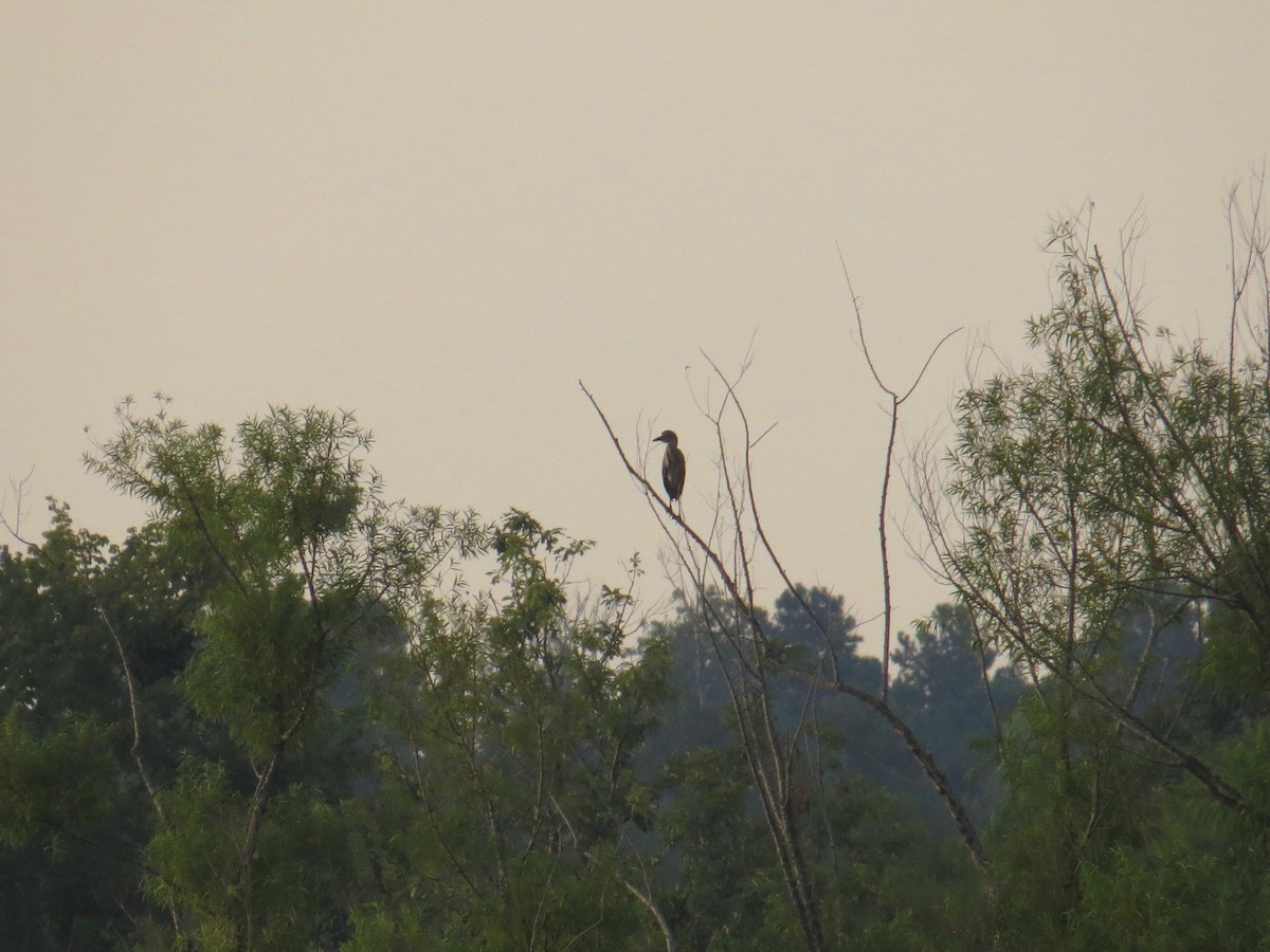 Yellow-crowned Night Heron - ML471797461