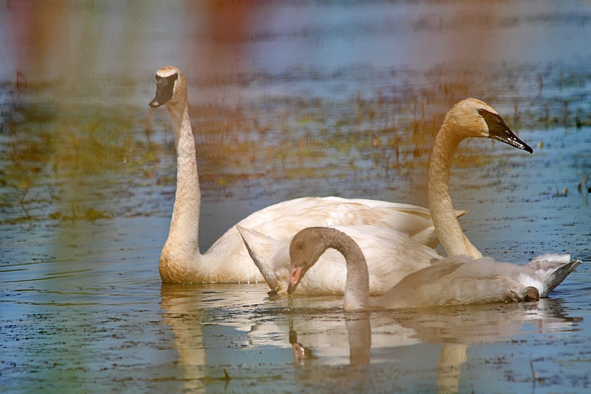 Trumpeter Swan - Anonymous