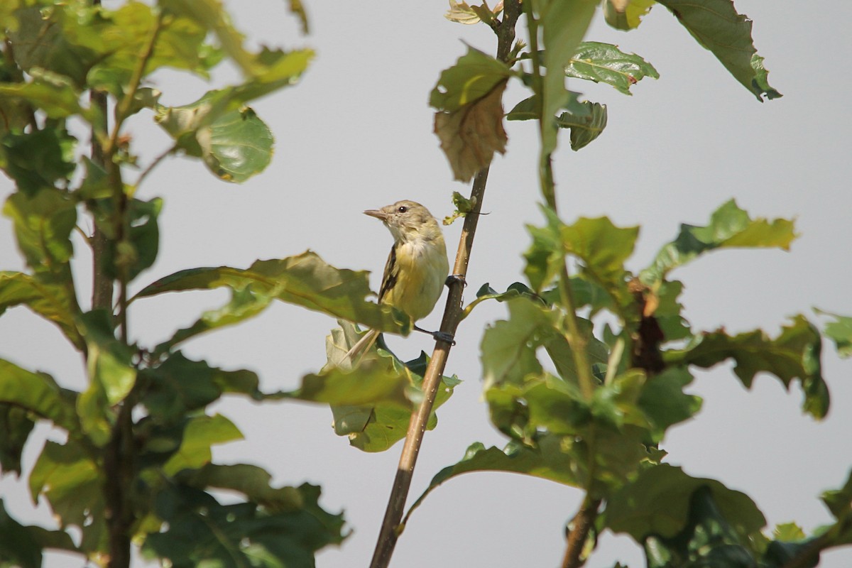 Braunaugenvireo - ML471797761