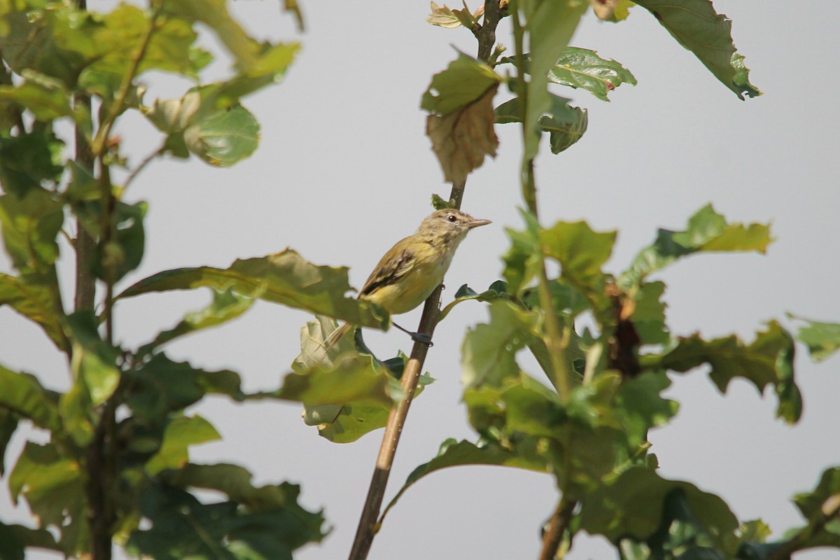 Bell's Vireo - Anonymous