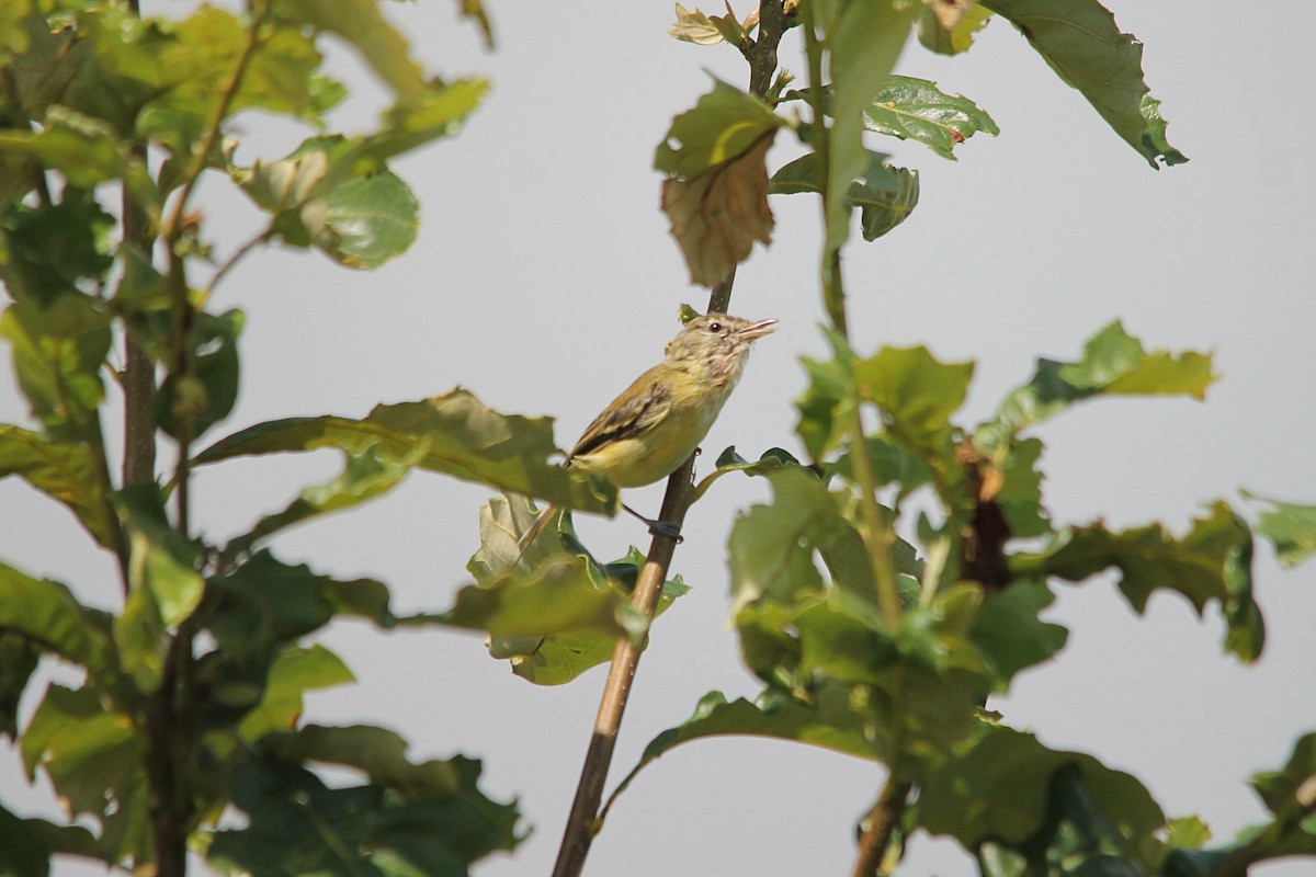 Bell's Vireo - Anonymous