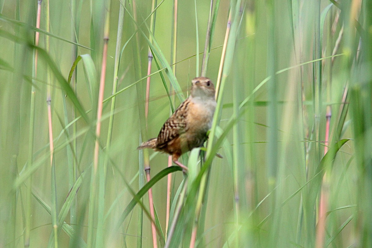 Sedge Wren - ML471798041