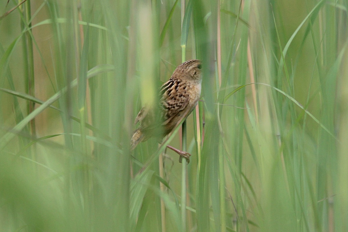 Sedge Wren - Anonymous