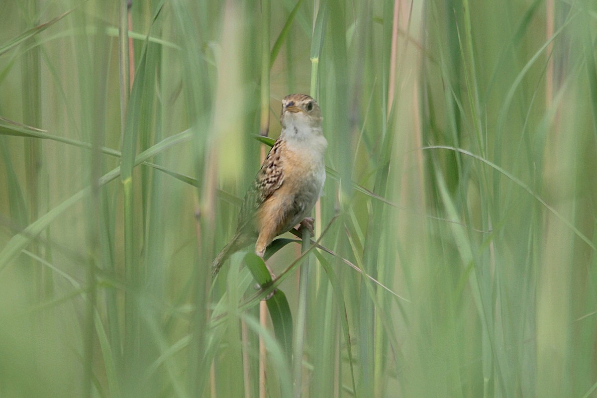 Sedge Wren - Anonymous