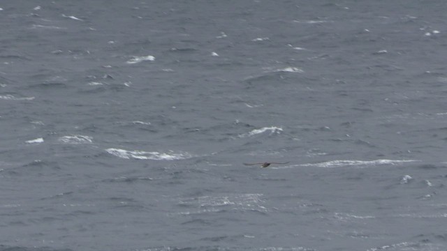 Northern Giant-Petrel - ML471798441