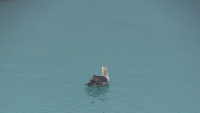 Northern Giant-Petrel - ML471799411