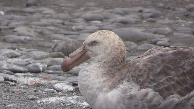 Northern Giant-Petrel - ML471799421