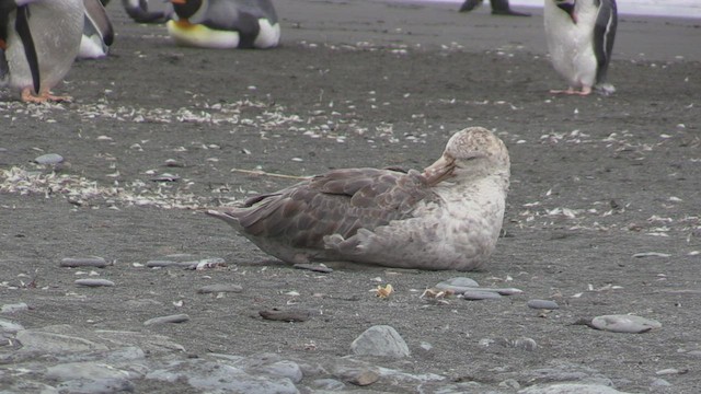 Northern Giant-Petrel - ML471799431