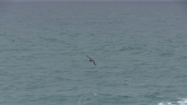 Northern Giant-Petrel - ML471800151