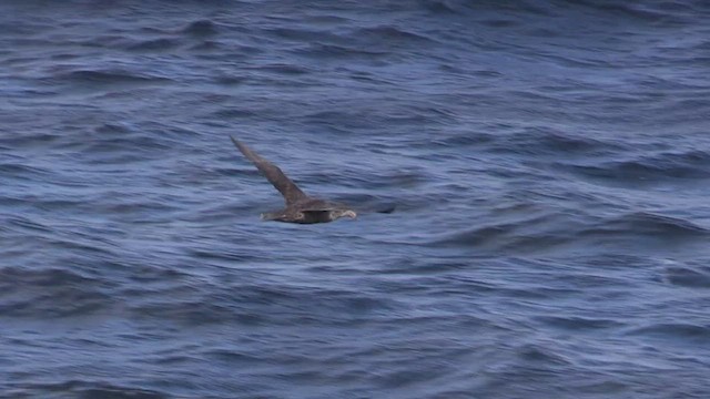 Northern Giant-Petrel - ML471800641