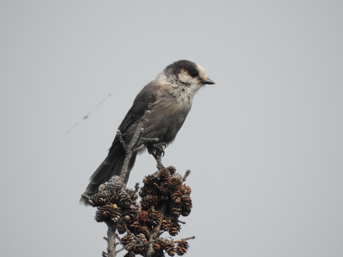 Canada Jay - ML471801661