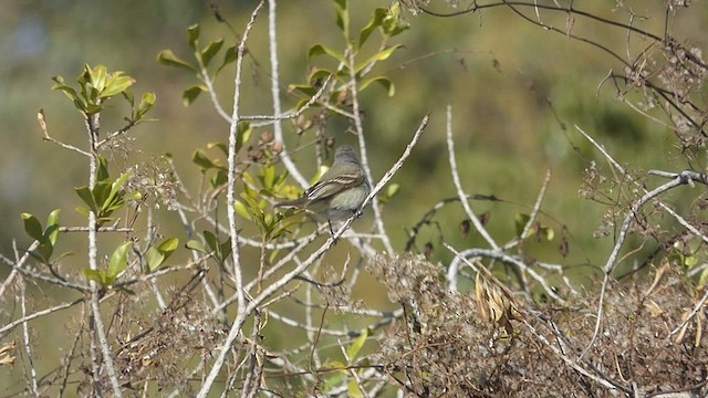 Southern Beardless-Tyrannulet - ML471801741