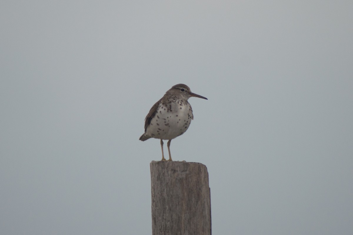 Spotted Sandpiper - Trenton Voytko